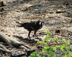 Corvus macrorhynchos