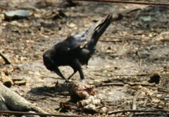 Corvus macrorhynchos