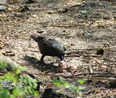 Corvus macrorhynchos