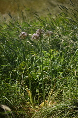 Allium nigrum