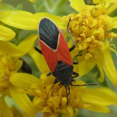 Melanopleurus belfragei