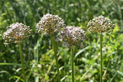 Allium nigrum