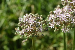 Allium nigrum