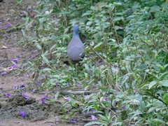 Crypturellus tataupa