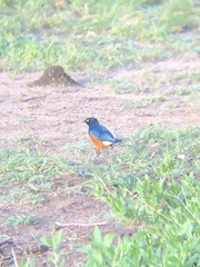 Lamprotornis superbus