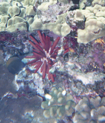 Heterocentrotus mamillatus