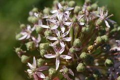 Allium nigrum