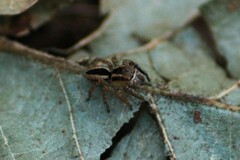 Mexigonus