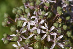 Allium nigrum