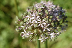 Allium nigrum