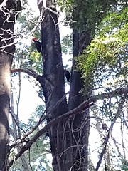 Campephilus magellanicus