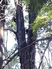 Campephilus magellanicus