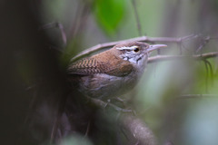 Thryophilus nicefori