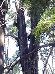 Campephilus magellanicus