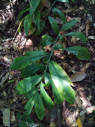 Zingiber officinale image