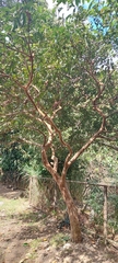 Psidium friedrichsthalianum