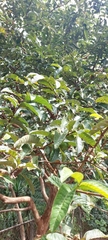 Psidium friedrichsthalianum