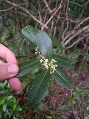 Ilex guianensis