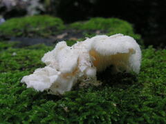 Hericium cirrhatum