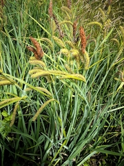 Carex riparia