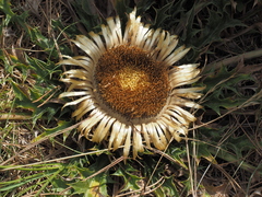 Carlina acaulis