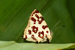 Anteros bracteata
