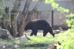 Ursus thibetanus