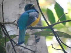 Trogon rufus chrysochloros