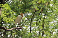 Bubulcus ibis coromandus