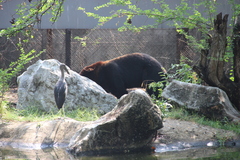 Ursus thibetanus