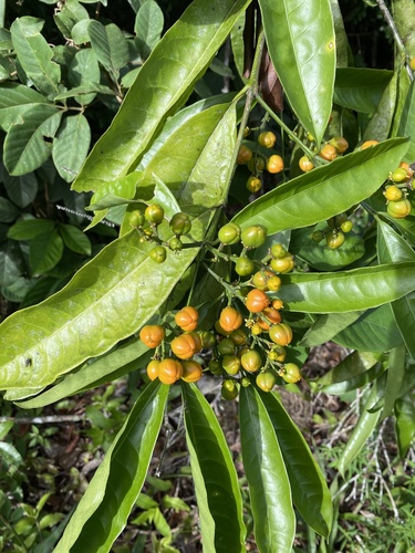 Bunchosia acuminata