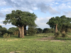 Adansonia digitata
