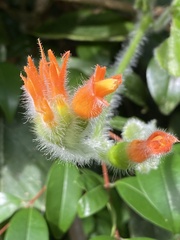 Gurania tricuspidata