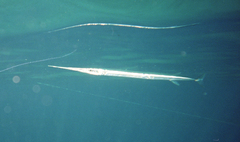 Tylosurus crocodilus