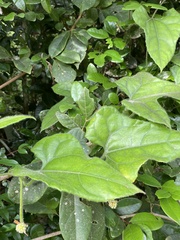 Gurania tricuspidata