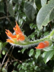 Gurania tricuspidata