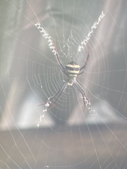 Argiope versicolor