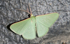 Chlorocoma paraphylla
