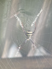 Argiope versicolor