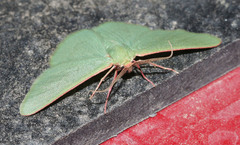 Chlorocoma paraphylla