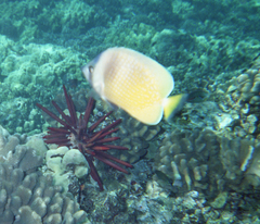 Chaetodon kleinii