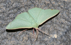 Chlorocoma paraphylla