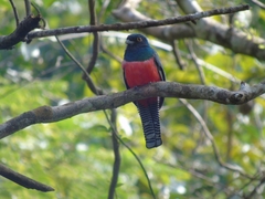 Trogon curucui
