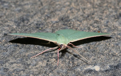 Chlorocoma paraphylla