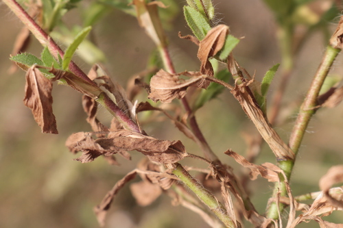 Ononis pubescens image