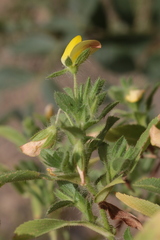 Image of Ononis pubescens