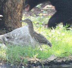 Nycticorax nycticorax