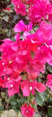 Bougainvillea spectabilis