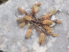 Petrosedum ochroleucum
