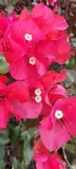 Bougainvillea spectabilis